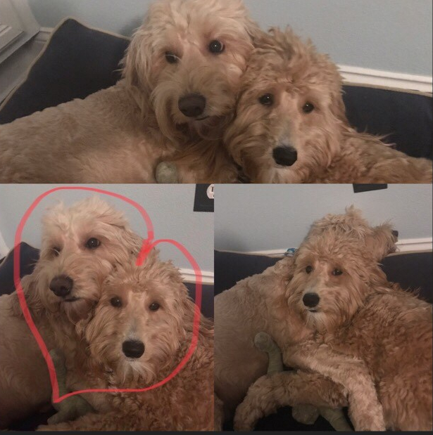 #PhoebeMamaAndWinstonHerBoy #SouthernCrossLabroadoodles